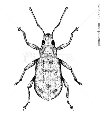 腰果切蝴蝶 12647060