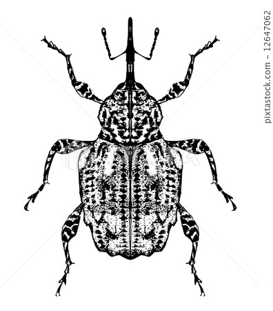 馬達拉鬍子象鼻蟲 12647062