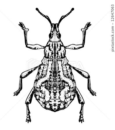 Shiloh玉米棒象鼻蟲 12647063