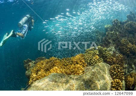 Diver entering Inside a school of fish underwater Diver entering Inside a school of fish underwater 12647099