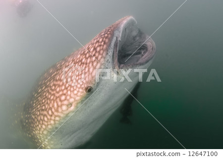 Whale Shark approaching a diver underwater in Baja California Whale Shark approaching a diver underwater in Baja California 12647100