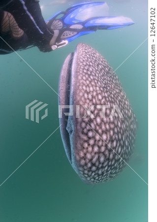 Whale Shark approaching a diver underwater in Baja California Whale Shark approaching a diver underwater in Baja California 12647102