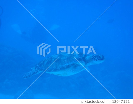 Sea turtle Sea turtle 12647131