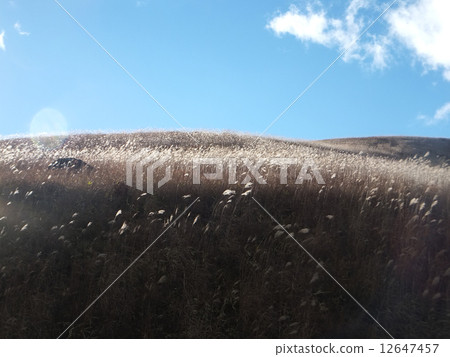 Miscanthus Miscanthus 12647457