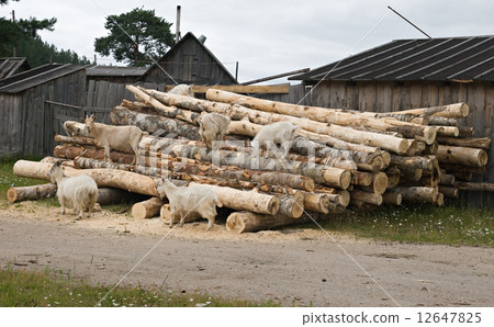Goats on a woodpile 12647825