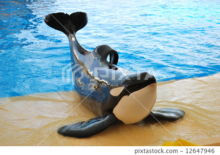 The orcas show in Loro Parque, Tenerife island, Spain 12647946
