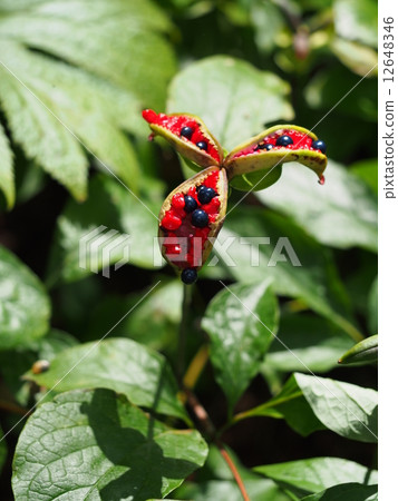 Yamax peony fruit 12648346