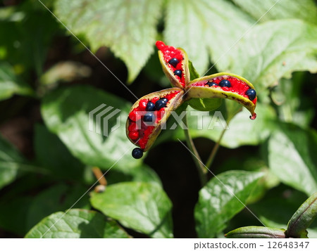 Yamax peony fruit 12648347
