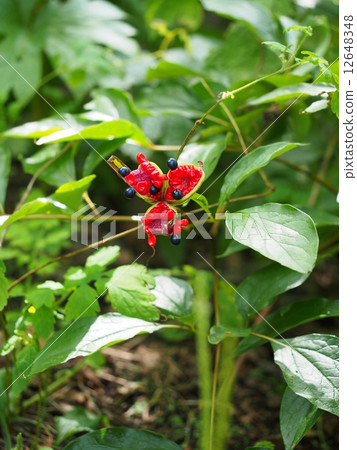 Yamax peony fruit 12648348