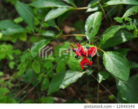 Yamax peony fruit 12648349