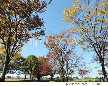 多彩多姿的秋天風景 多彩多姿的秋天風景 12648439
