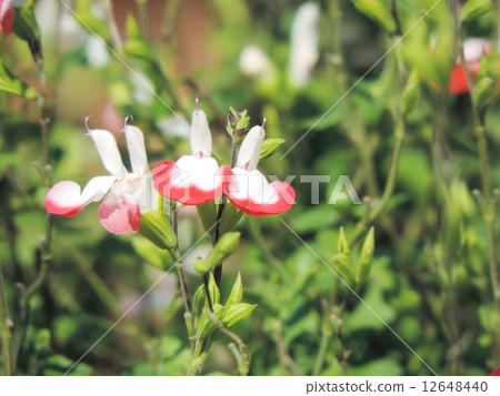 櫻桃鼠尾草熱嘴唇 櫻桃鼠尾草熱嘴唇 12648440