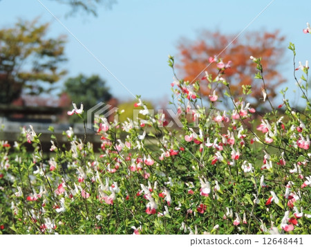 櫻桃鼠尾草熱嘴唇 12648441