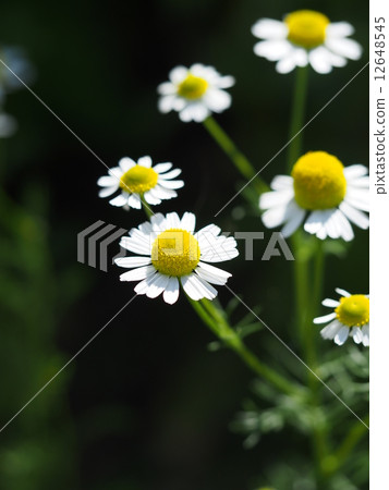 Roman chamomile 12648545