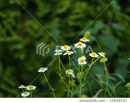 Roman chamomile 12648547