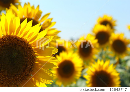 鮮花深受陽光的喜愛 鮮花深受陽光的喜愛 12648747
