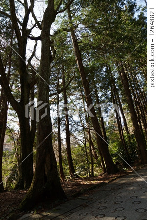 The scenery of the roadside leading to Hakone Chijo noodaki 12648821