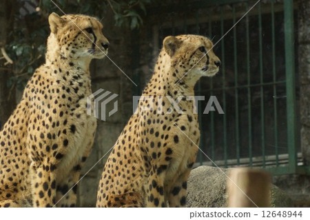 東京多摩動物園獵豹 東京多摩動物園獵豹 12648944