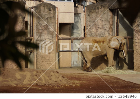 東京多摩動物園非洲大象 東京多摩動物園非洲大象 12648946