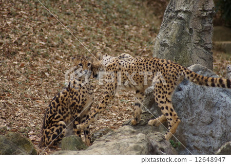 東京多摩動物園獵豹 東京多摩動物園獵豹 12648947