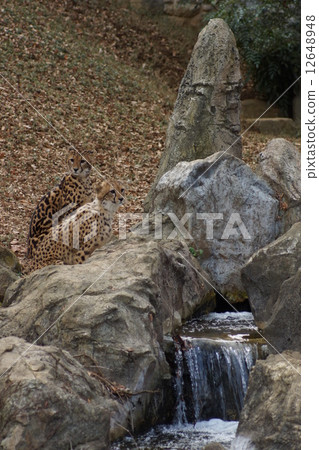 東京多摩動物園獵豹 東京多摩動物園獵豹 12648948