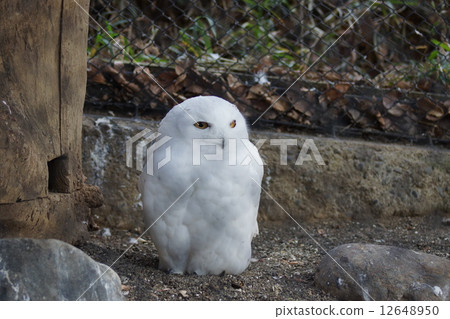 東京多摩動物園貓頭鷹 東京多摩動物園貓頭鷹 12648950