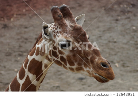 東京多摩動物園長頸鹿 東京多摩動物園長頸鹿 12648951
