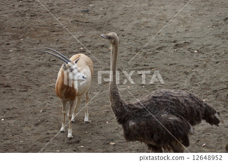 東京多摩動物園鴕鳥和Shiloh Orix 東京多摩動物園鴕鳥和Shiloh Orix 12648952