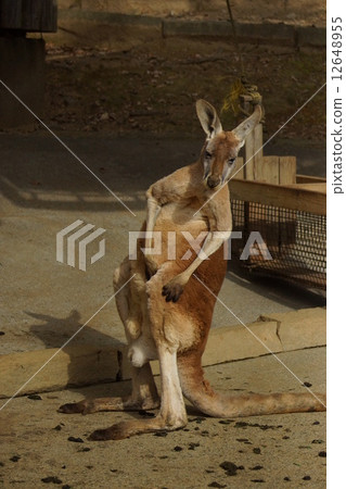 Tokyo Tama Animal Park Kangaroo Tokyo Tama Animal Park Kangaroo 12648955
