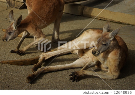 東京多摩動物園袋鼠 東京多摩動物園袋鼠 12648956