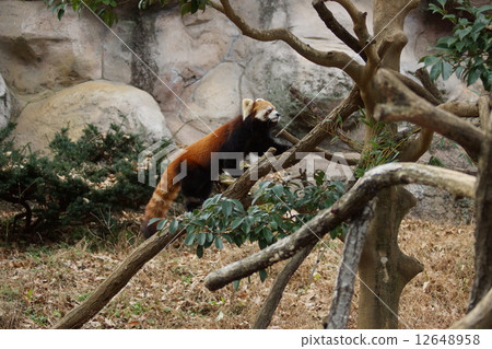 東京多摩動物園小熊貓 東京多摩動物園小熊貓 12648958