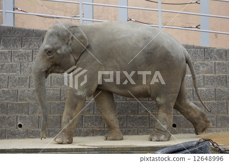 東京多摩動物園亞洲大象 東京多摩動物園亞洲大象 12648996