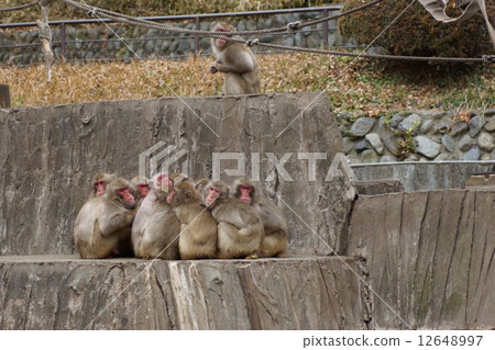 東京多摩動物園日本猴子 東京多摩動物園日本猴子 12648997