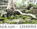 Ta Prohm 12649468