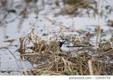 Wagtail Wagtail 12649749