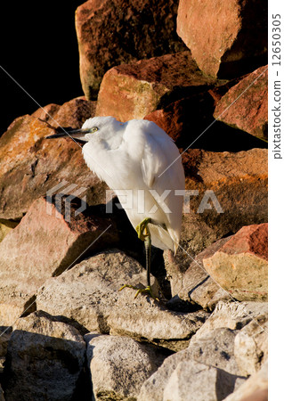 Egret 12650305