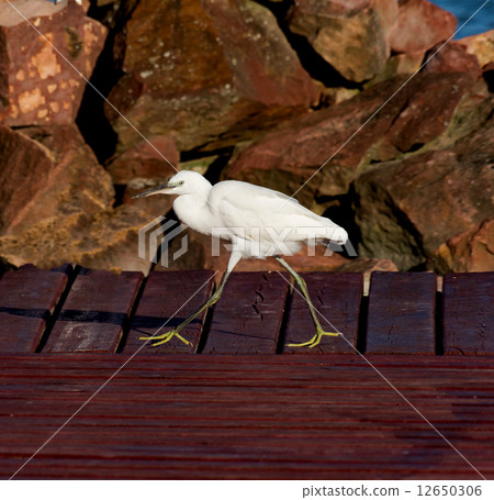 Egret 12650306