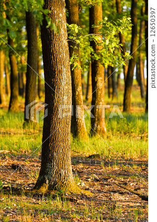 Forest Forest 12650397