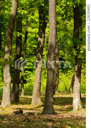 Forest Forest 12650401