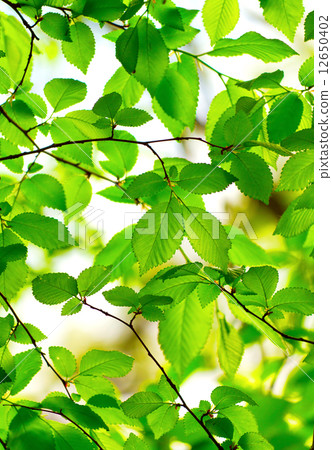 Leaves Leaves 12650402