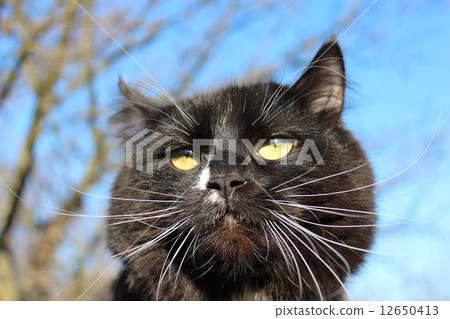 black cat with evil sight black cat with evil sight 12650413