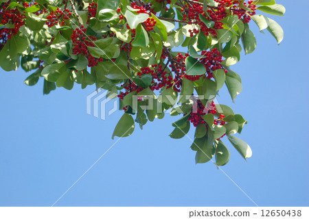 居住在紅色果子和藍天的綠色葉子 12650438