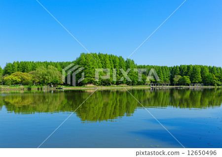 反映水本公園的年輕葉子和水杉的森林以及淡水的景觀 12650496