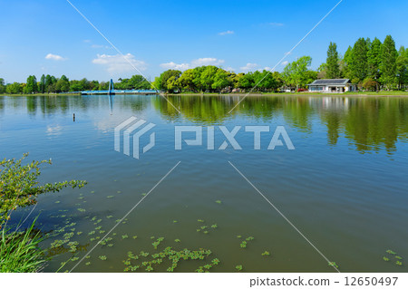 Wakaba and fresh green Mizumoto park and the scenery reflected on the water surface 12650497