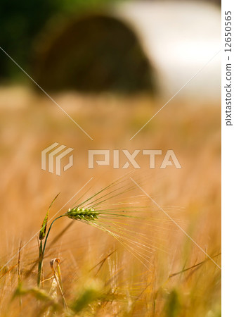 Cereal field Cereal field 12650565