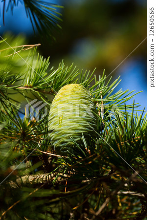 Pine cone 12650566