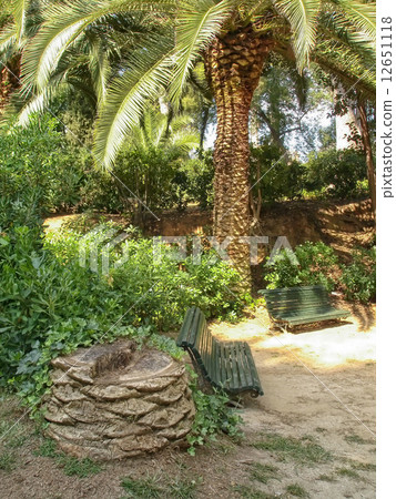 Palm trees in Parc de Pedralbes Palm trees in Parc de Pedralbes 12651118