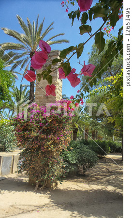 Pink flowers in the park 12651495