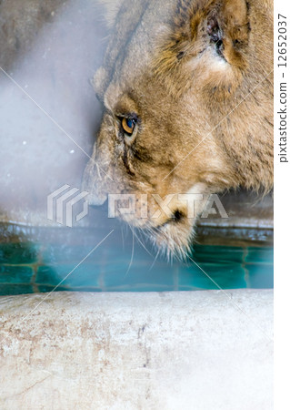 eye of the irksome tiger in cage eye of the irksome tiger in cage 12652037