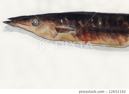 鹽（頭）烤秋刀魚 12652182